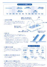 さつまいも栽培こよみ